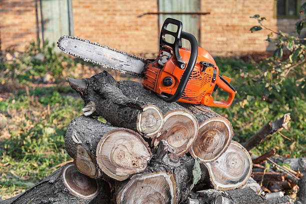 Professional Tree Service in Afton, WY